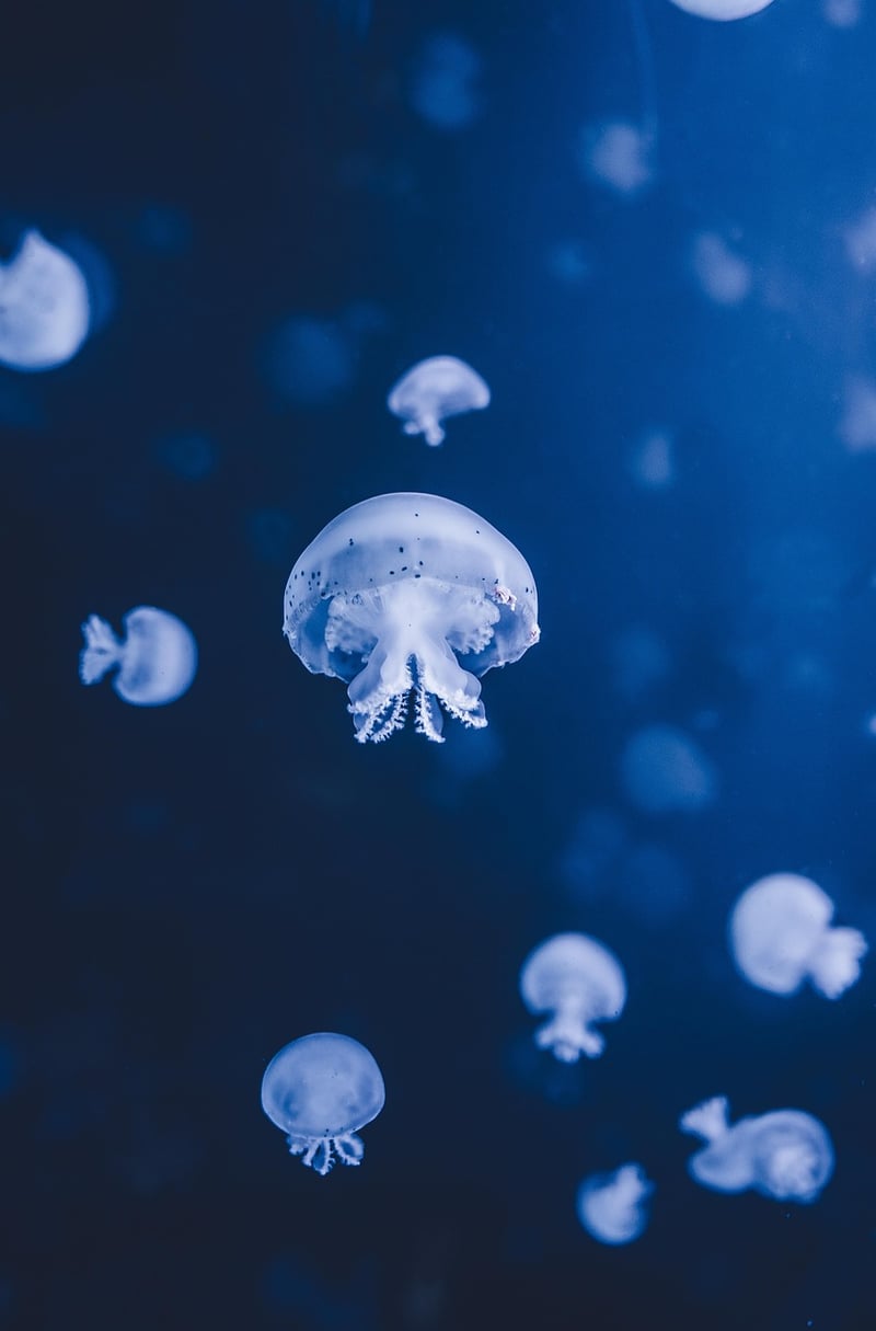 Underwater Kingdoms